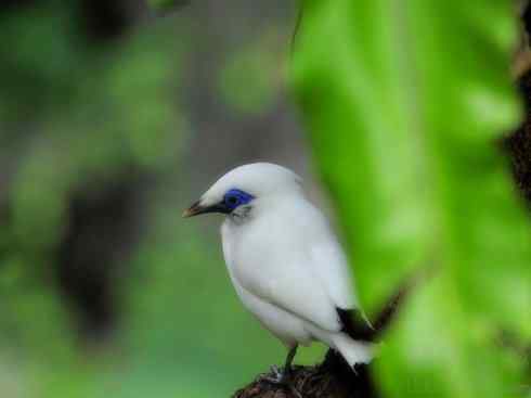 白头鸟系列：另类的美丽3