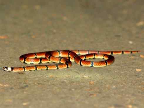 龙：传说的兽原型探秘（环蛇类）