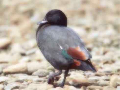 白头鸟系列：另类的美丽（黑胸麻鸭）