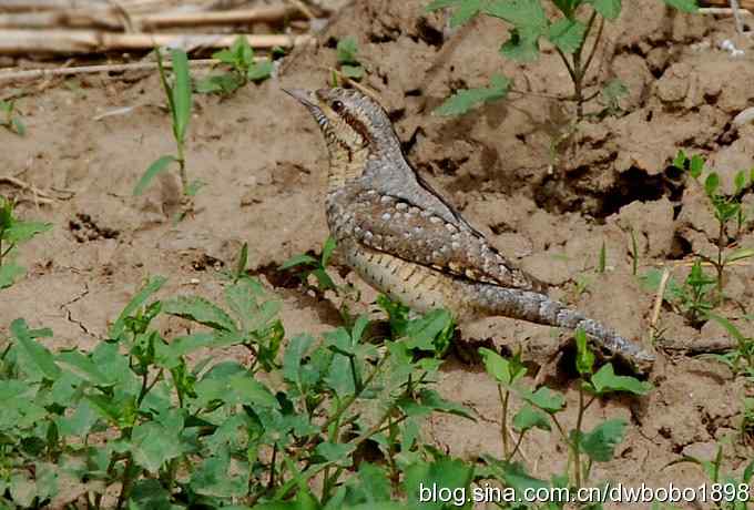 伯劳献寿 wbr生日感言
