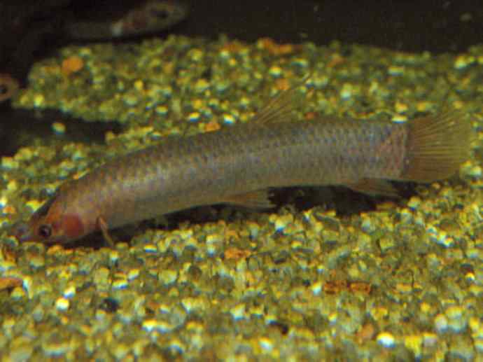 鱼类活化石：虱目鱼