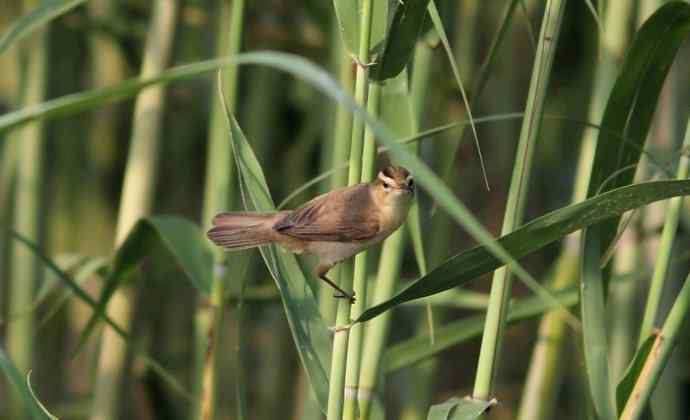 黑眉苇莺---个人的第185种鸟种记录
