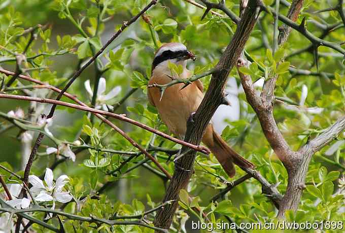 伯劳献寿 wbr生日感言