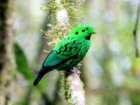 美丽无罪：雀鸟之阔嘴鸟