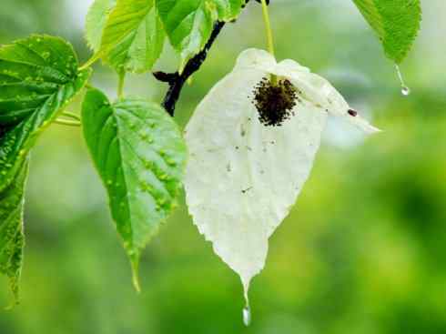 鱼类活化石：美洲肺鱼