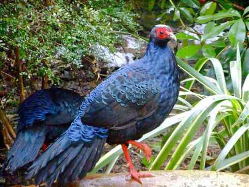 凤凰：传说中的鸟原型探秘（鹇）