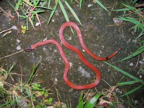 龙：传说的兽原型探秘（环蛇类）