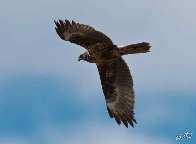 官厅水库 wbr路 wbr白腹鹞 官厅水库 wbr路 wbr白腹鹞