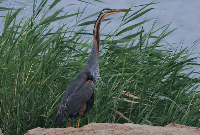 衡水湖：草鹭苍鹭黄苇鳽（终结篇）