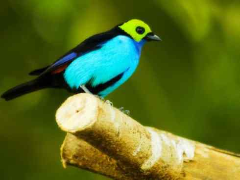 美丽无罪：雀鸟之欣赏