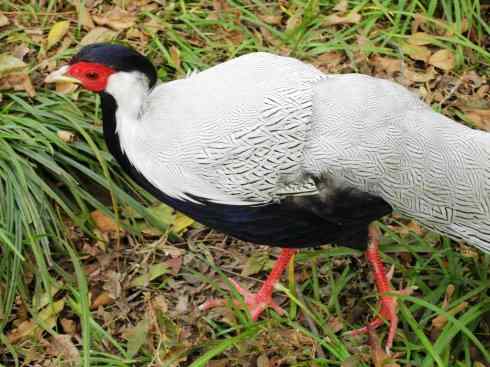 凤凰：传说中的鸟原型探秘（鹇）