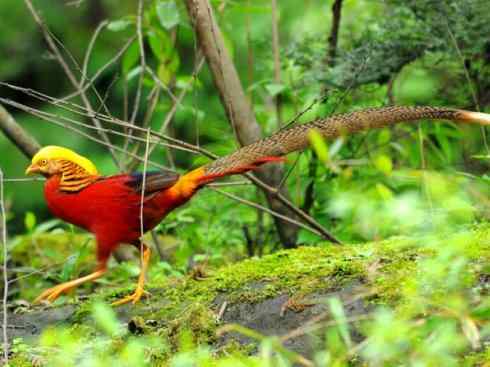 家禽驯化之源之八