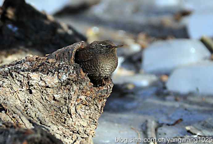 恋窝的鹪鹩 wbr1