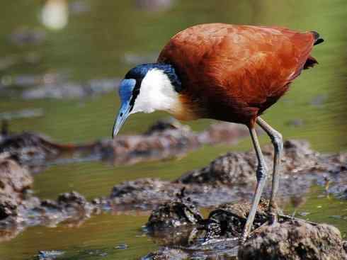 奇特的盔：非洲雉鸻