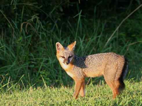 犬科：狐亚科灰狐属之灰狐、岛屿灰狐