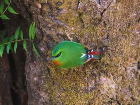 美丽无罪：雀鸟之绿鹛