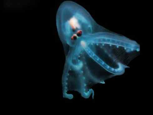 自然奇观：动物大迁徙(乌贼）