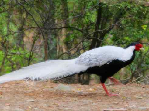 凤凰：传说中的鸟原型探秘（鹇）