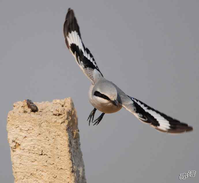 楔尾伯劳吐食丸