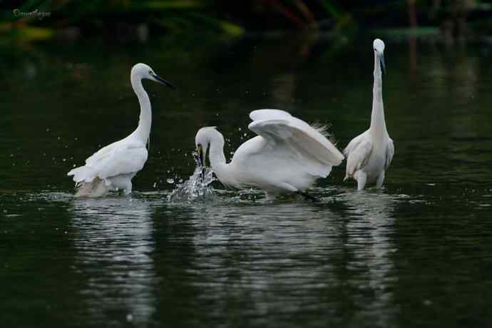 白鹭弄清影 wbr翩跹在河边