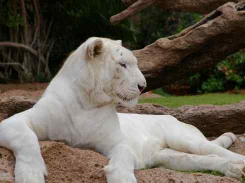 白虎：传说的兽原型探秘（孟加拉虎）