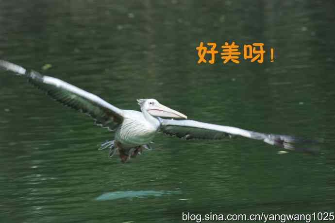 舞（大鹈鹕之舞）