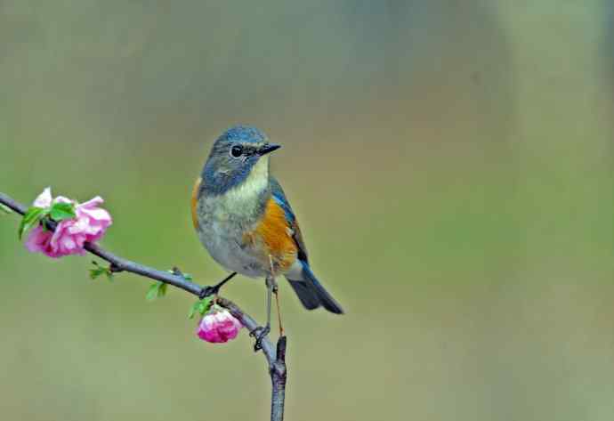 雄性红胁蓝尾鸲（7）