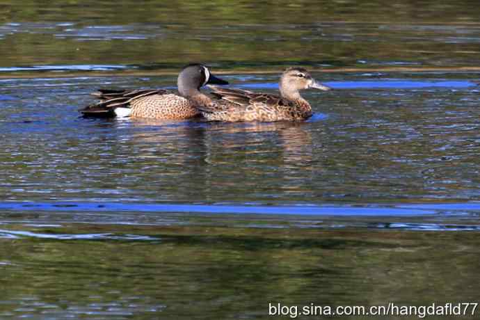 蓝翅鸭