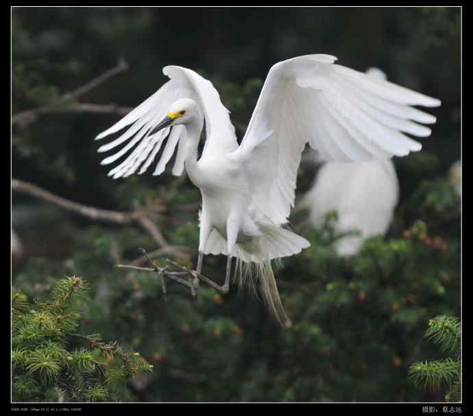 象山白鹭拍摄经验谈 象山白鹭拍摄经验谈