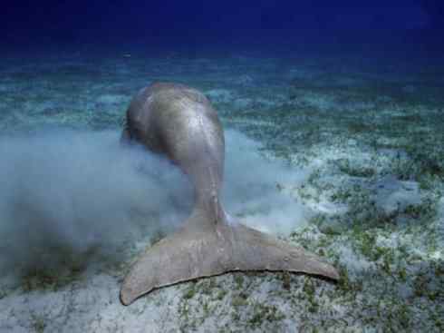 美人鱼：传说的兽原型探秘（儒艮）