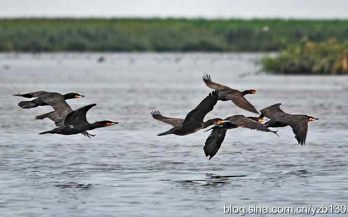 鸟的天堂9鈥斺斘诹核睾５哪信浣牵ㄗ橥迹