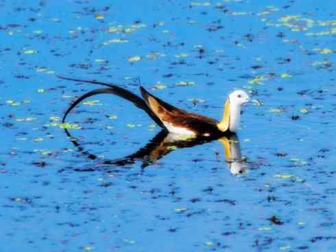 猎奇：长尾鸟雀之五