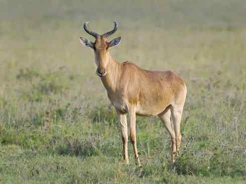 麒麟：传说的兽原型探秘（狷羚）