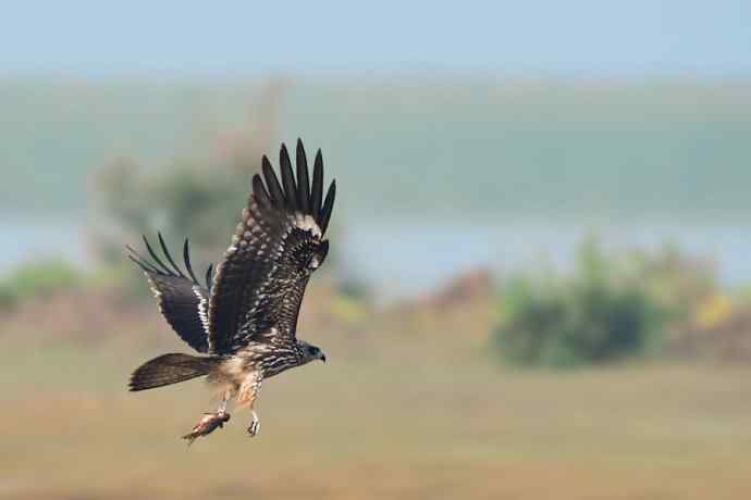 野鸭湖新宠黑耳鸢（自然摄影）