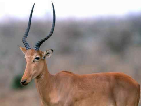 麒麟：传说的兽原型探秘（狷羚）