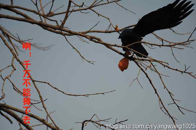 聪明的乌鸦 wbr1 聪明的乌鸦 wbr1