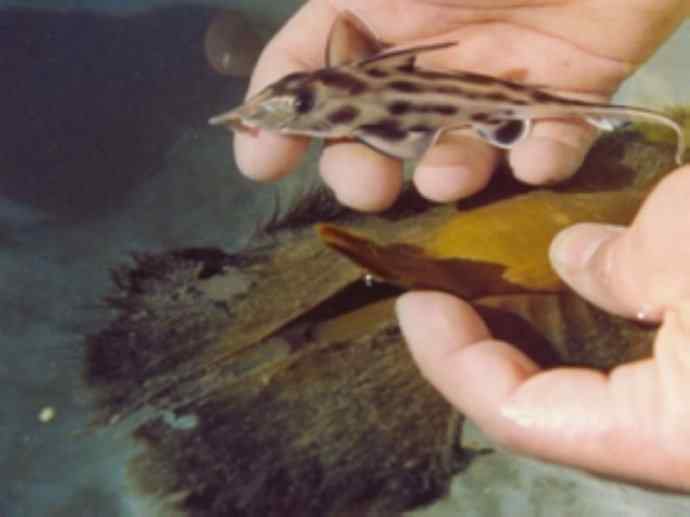 鱼类活化石：叶吻银鲛