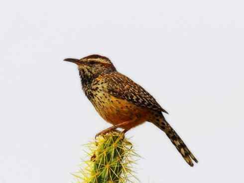 白头鸟系列：另类的美丽3