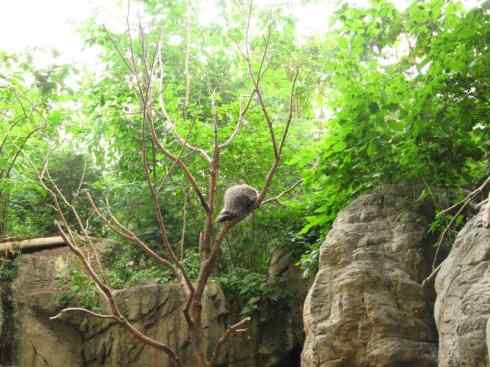 动物世界：山寨还是原创之二