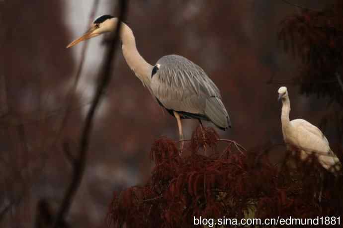 800mm的轻便大炮-望远镜摄影之习作