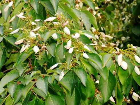 鱼类活化石：美洲肺鱼