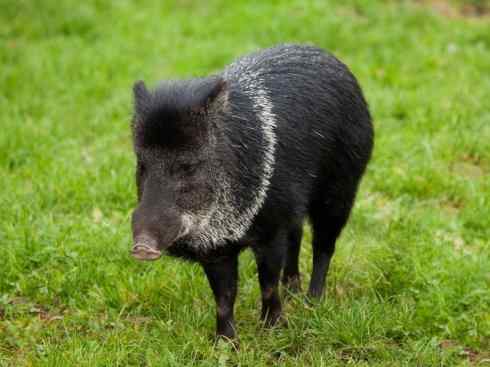 麒麟：传说的兽原型探秘（叉角羚）