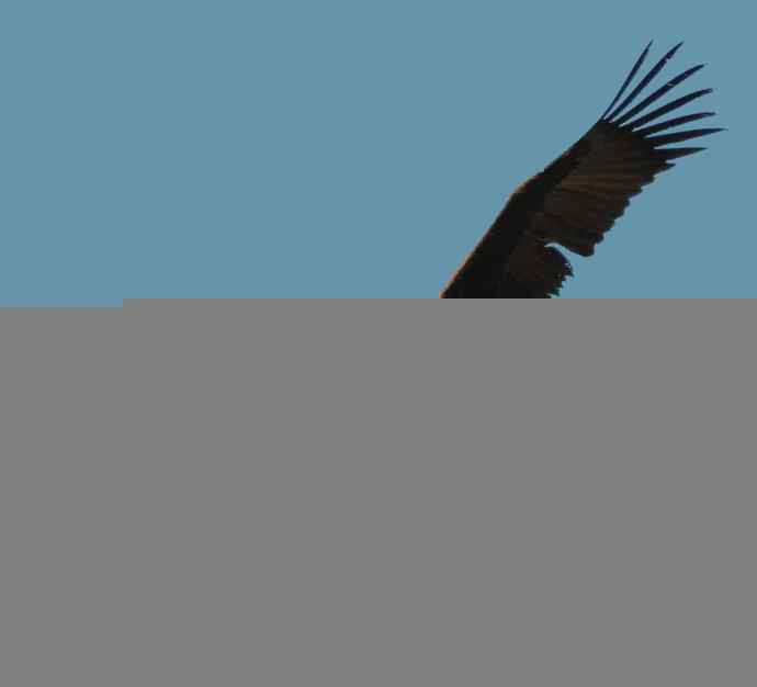 永定河峡谷拍鸟——秃鹫