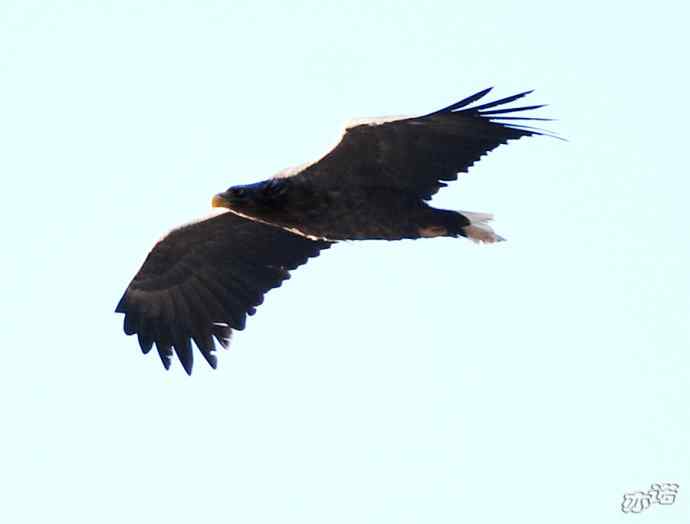 白河峡谷的白尾海雕 白河峡谷的白尾海雕