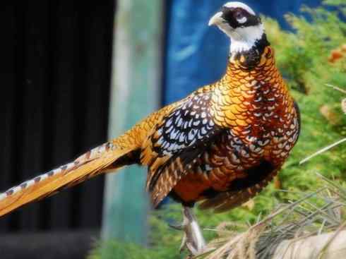 家禽驯化之源之八