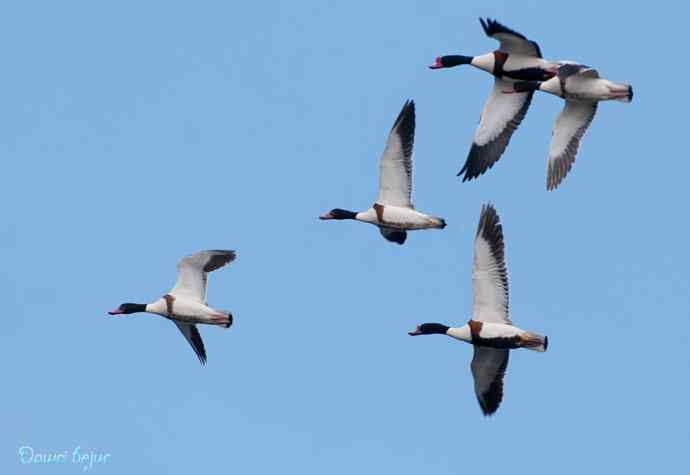 沙河邂逅白琵鹭和翘鼻麻鸭