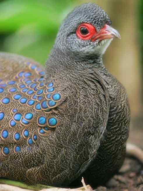 凤凰：传说中的鸟原型探秘（孔雀雉）
