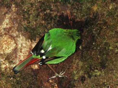 美丽无罪：雀鸟之绿鹛