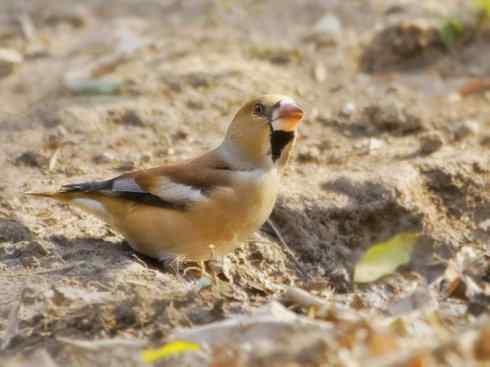 家禽驯化之源之二十二