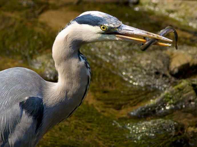 鱼类活化石：背眼七鳃鳗